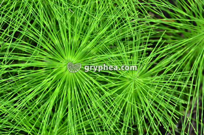 Grande Prêle - Tiges stériles - vue apicale (Equisetum telmateia) - gryphea.com